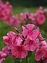 Phlox Cherry Pink